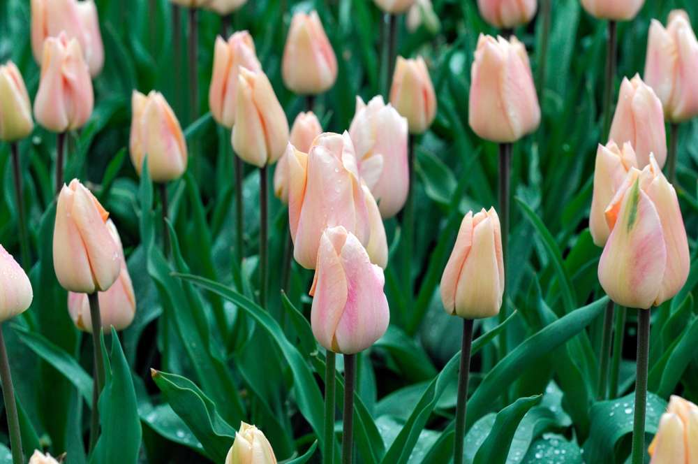Tulipan 'Apricot Beauty'